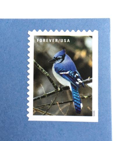 100 Blue Jay Forever Stamps Unused Postage for Cards and Wedding Invitations